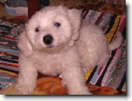 Bichon  poil fris, Bichon Frise