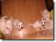 Bichon  poil fris, Bichon Frise