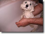 Bichon  poil fris, Bichon Frise