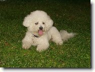 Bichon  poil fris, Bichon Frise