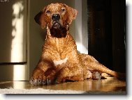 Rhodesian Ridgeback