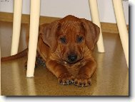 Rhodesian Ridgeback