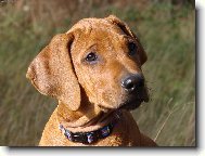 Rhodesian Ridgeback