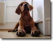 Rhodesian Ridgeback