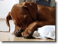 Rhodesian Ridgeback