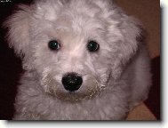 Bichon  poil fris, Bichon Frise