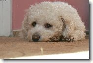 Bichon  poil fris, Bichon Frise