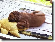 Rhodesian Ridgeback