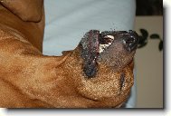 Rhodesian Ridgeback