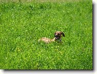 Rhodesian Ridgeback