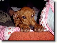 Rhodesian Ridgeback