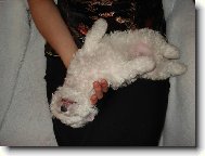 Bichon  poil fris, Bichon Frise