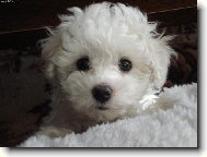Bichon  poil fris, Bichon Frise