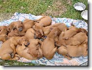 Rhodesian Ridgeback