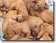 Rhodesian Ridgeback