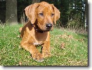 Rhodesian Ridgeback