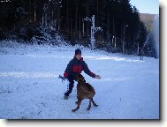 Rhodesian Ridgeback