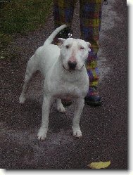 Bull Terrier