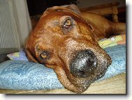 Rhodesian Ridgeback