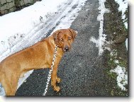Rhodesian Ridgeback