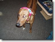 Rhodesian Ridgeback