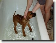 Rhodesian Ridgeback