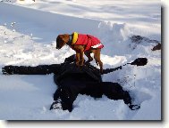 Rhodesian Ridgeback