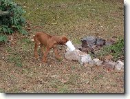 Rhodesian Ridgeback