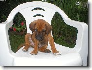 Rhodesian Ridgeback