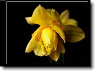 Narcissus