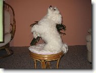 Maltese