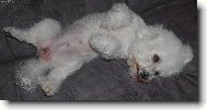 Bichon  poil fris, Bichon Frise