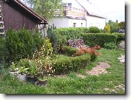 Rhodesian Ridgeback