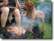 Rhodesian Ridgeback