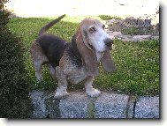 Basseti \(Dog standard\)