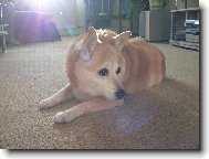 Norwegian buhund \(Dog standard\)