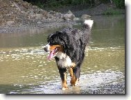Berner Sennenhund