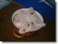 Bichon  poil fris, Bichon Frise