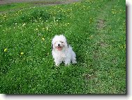 Bichon  poil fris, Bichon Frise