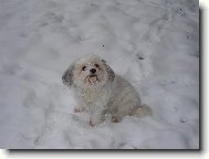 Bichon  poil fris, Bichon Frise