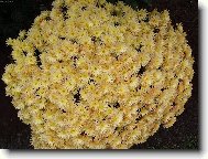 Chryzanthemum