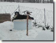 Berner Sennenhund