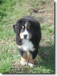 Berner Sennenhund