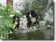 Berner Sennenhund