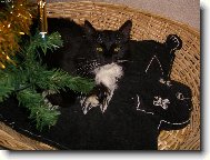 Siberian (Cat)