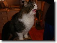 Siberian (Cat)