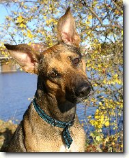 Rhodesian ridgeback (Dog standard)