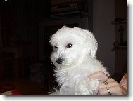 Maltese (Dog standard)