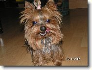 Chinese Crested Dog