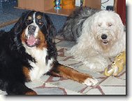 Bernese mountain dog (Dog standard)